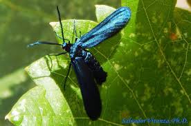 Attēlu rezultāti vaicājumam “Zygaenidae”