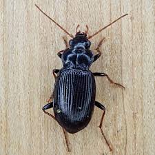 Attēlu rezultāti vaicājumam “Nebria brevicollis”