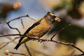 Image result for Hesperiphona vespertina