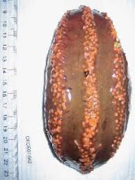 Image result for Cucumaria frondosa