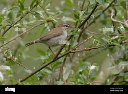 Attēlu rezultāti vaicājumam “Phylloscopus trochiloides adult”