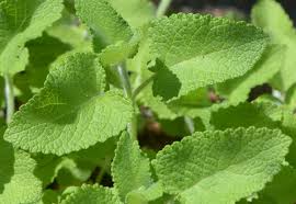 Attēlu rezultāti vaicājumam “Salvia verticillata leaf”