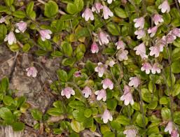Attēlu rezultāti vaicājumam “Linnaea borealis”