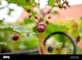 Attēlu rezultāti vaicājumam “Rubus nessensis”