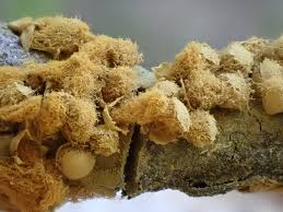 Attēlu rezultāti vaicājumam “Hemitrichia karstenii young”