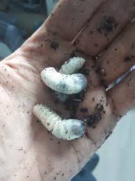 Attēlu rezultāti vaicājumam “Potosia cuprea imago”