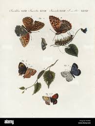 Attēlu rezultāti vaicājumam “Argynnis laodice male”