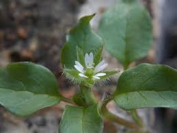 Attēlu rezultāti vaicājumam “Stellaria media”