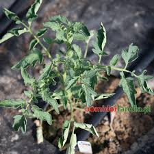 Afbeeldingsresultaat voor caspian pink tomato