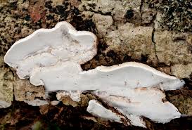 Attēlu rezultāti vaicājumam “Skeletocutis nivea”