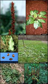 Attēlu rezultāti vaicājumam “Rumex obtusifolius flower”
