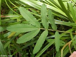 Attēlu rezultāti vaicājumam “Comarum palustre”