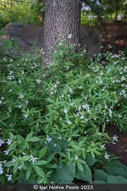 Attēlu rezultāti vaicājumam “Gillenia trifoliata flower”