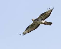 Attēlu rezultāti vaicājumam “Pernis apivorus adult”