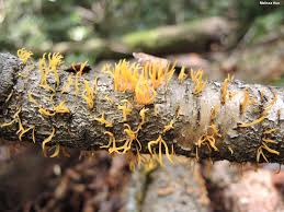 Attēlu rezultāti vaicājumam “Calocera pallidospathulata”