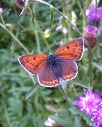Attēlu rezultāti vaicājumam “Lycaena hippothoe male”