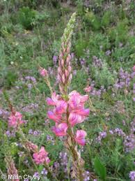 Attēlu rezultāti vaicājumam “Onobrychis arenaria fruit”