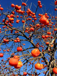 「柿の木利江」の画像検索結果