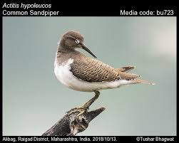 Attēlu rezultāti vaicājumam “Actitis hypoleucos”