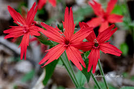 Attēlu rezultāti vaicājumam “Caryophyllaceae”