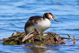 Attēlu rezultāti vaicājumam “Podiceps cristatus nest”