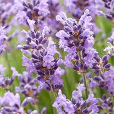 Image result for Lavendel
