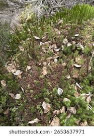 Attēlu rezultāti vaicājumam “Sphagnum magellanicum”