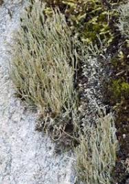 Attēlu rezultāti vaicājumam “Cladonia cornuta”