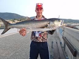 Image result for Pomatomus saltatrix