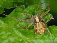 Attēlu rezultāti vaicājumam “Philodromus sp.”