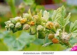 Attēlu rezultāti vaicājumam “Alcea rosea bud”