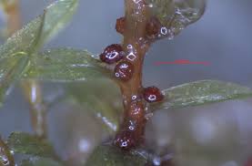 Attēlu rezultāti vaicājumam “Bryum rubens”