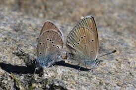 Attēlu rezultāti vaicājumam “Cupido minimus underside”