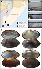 Attēlu rezultāti vaicājumam “Unio crassus”