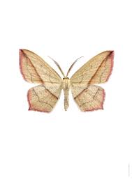 Attēlu rezultāti vaicājumam “Timandra comae”