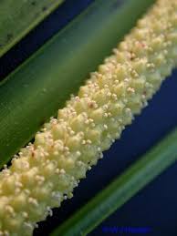 Attēlu rezultāti vaicājumam “Acoraceae”