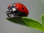ladybugs insects (ladybugs - via Daymix