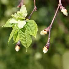 Attēlu rezultāti vaicājumam “Ulmus glabra leaf”