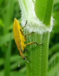 Attēlu rezultāti vaicājumam “Lixus iridis”