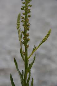 Image result for Reseda luteola