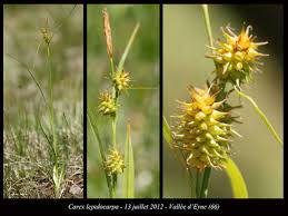 Attēlu rezultāti vaicājumam “Carex lepidocarpa fruit”
