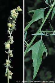 Attēlu rezultāti vaicājumam “Atriplex patula leaf”