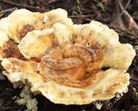 Attēlu rezultāti vaicājumam “Trametes ochracea”