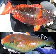 Image result for Sparisoma amplum