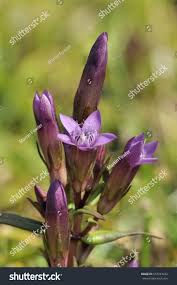 Attēlu rezultāti vaicājumam “Gentianella amarella”