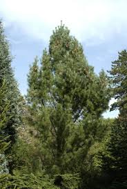 Attēlu rezultāti vaicājumam “Pinus strobus fruit”