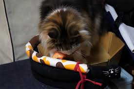 猫次郎o에 대한 이미지 검색결과