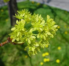 Attēlu rezultāti vaicājumam “Acer platanoides”