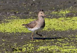 Image result for Calidris melanotos