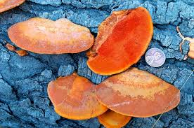 Attēlu rezultāti vaicājumam “Pycnoporus cinnabarinus”